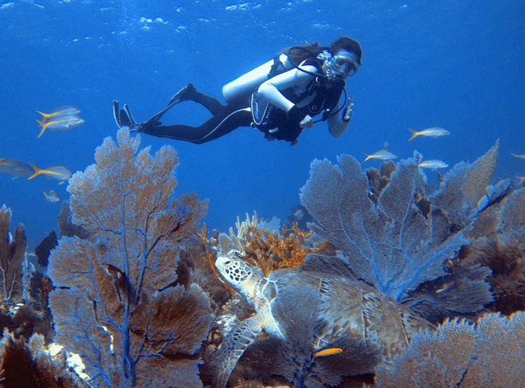 Kaylee Stepkoski scuba diving with fish around her